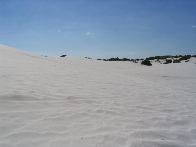 Wide white dunefield under blue sky with low scrub on the far horizon
