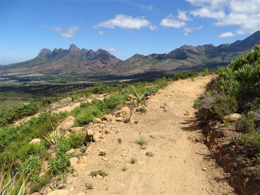 Dirt track through fynbos climbing toward the Helderberg peaks at Lourensford